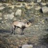 Beceite Ibex Hunting in Spain
